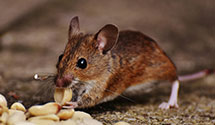 24 Hour & Emergency Exterminators in College Cor, OH